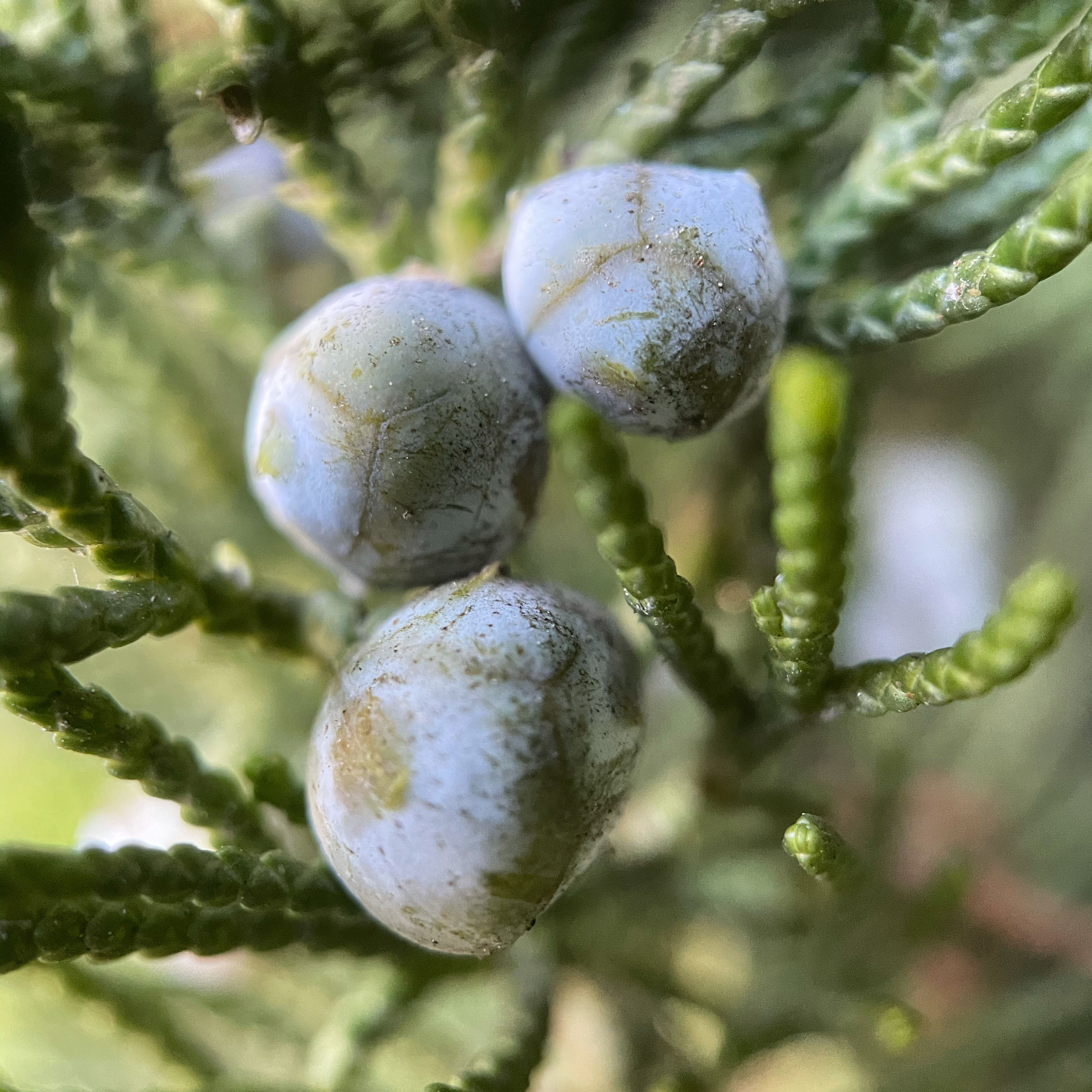 7D19C0A0-2C26-4BFE-BAE2-7C2F6BF4BC60