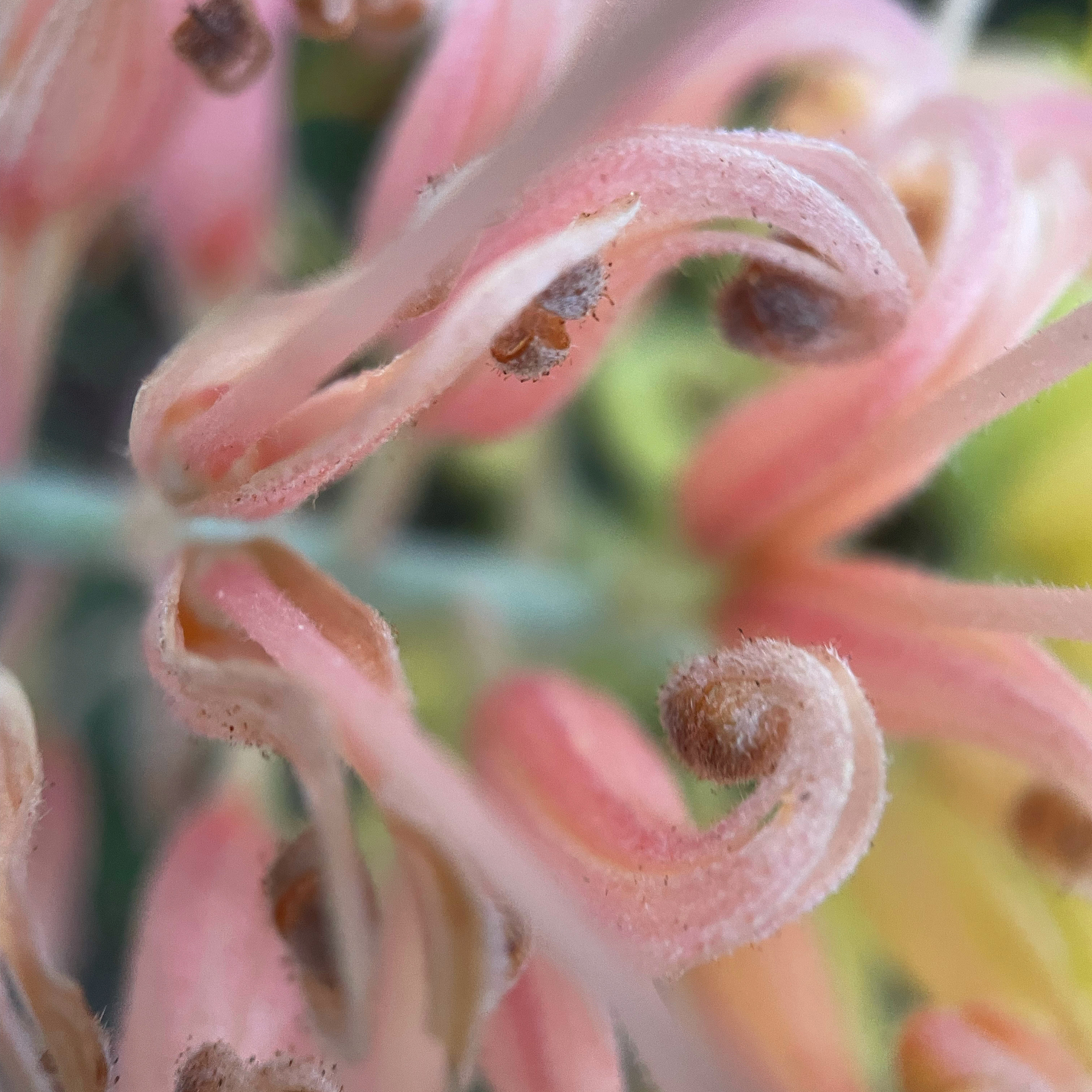 8984CEDC-6045-42A2-B15E-B6CC92FDA39A